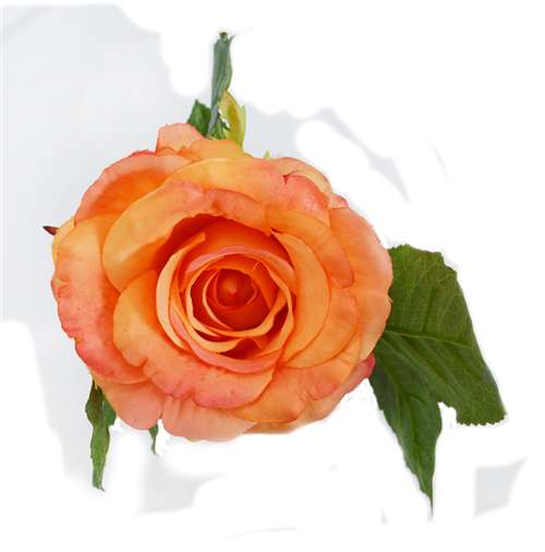 Iceberg Rose Pick Orange | Anniebrook