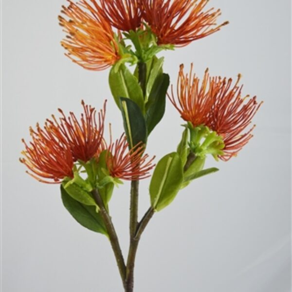 Protea Leucospermum Orange