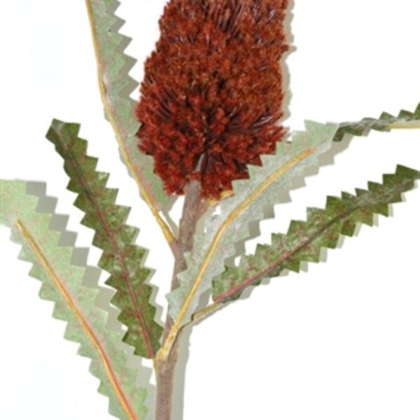 Banksia Red