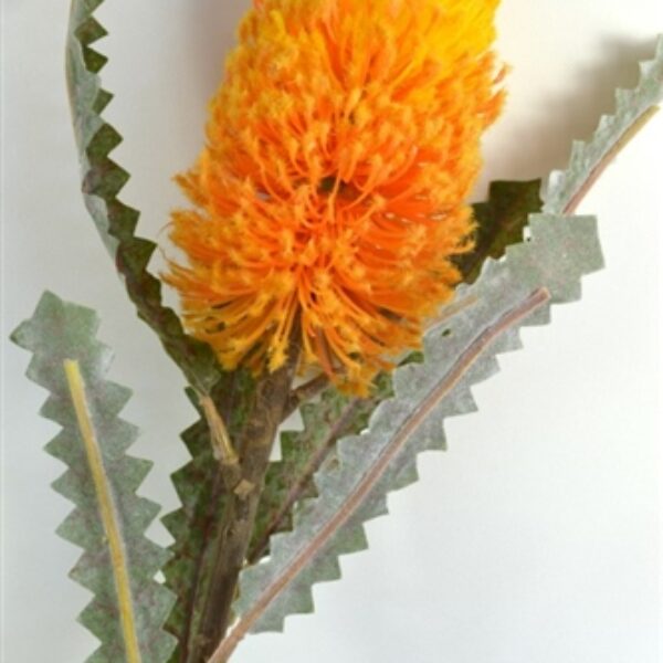 Banksia Yellow/Orange