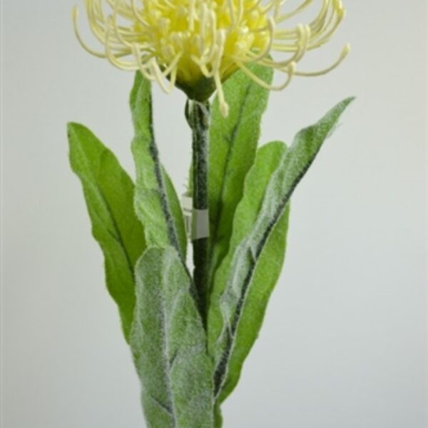 Pincushion/ Leucosperum Small White