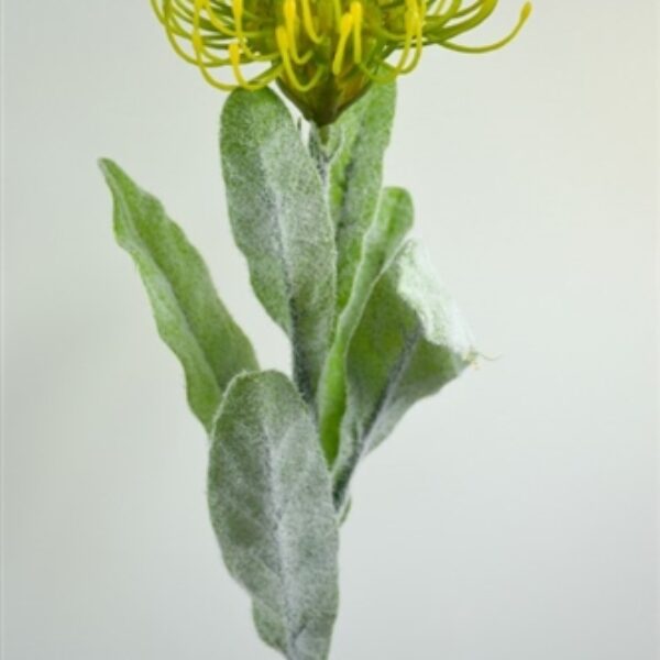 Pincushion/ Leucosperum Small Green/Yellow