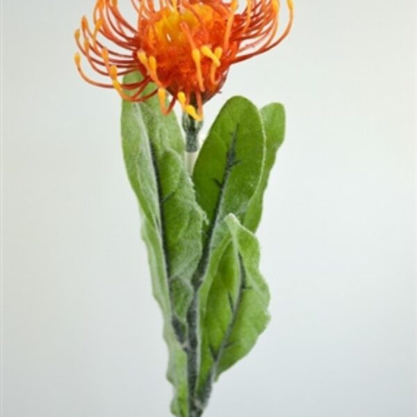 Pincushion/ Leucosperum Small Orange