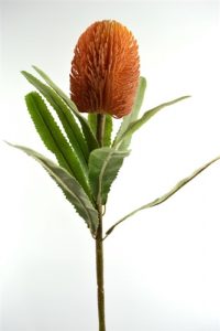 Banksia Orange / Red