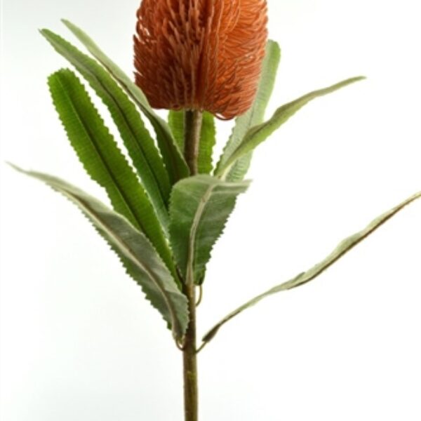 Banksia Orange / Red