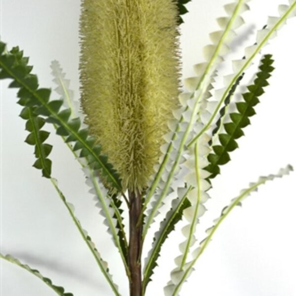 Banksia Stem Green