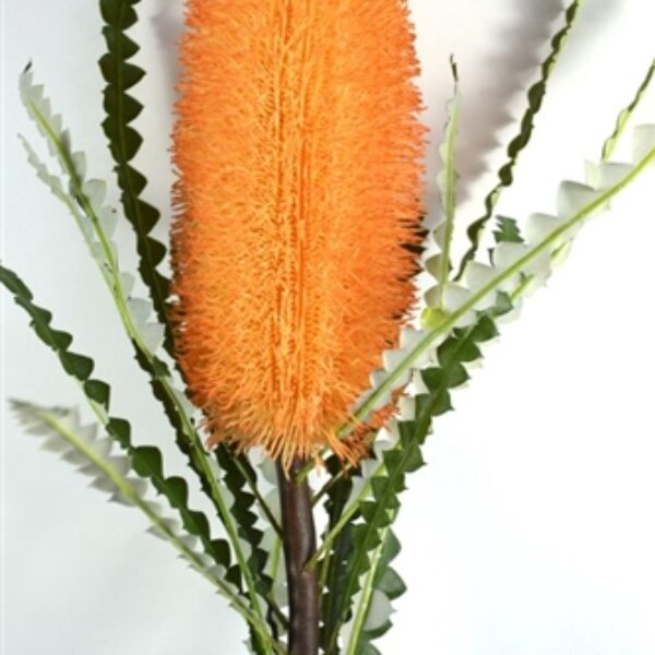 Banksia Stem Dark Orange