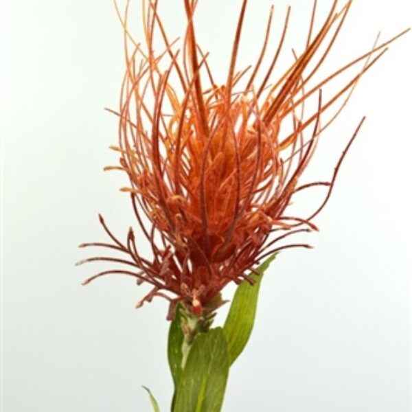 Pincushion Protea Orange