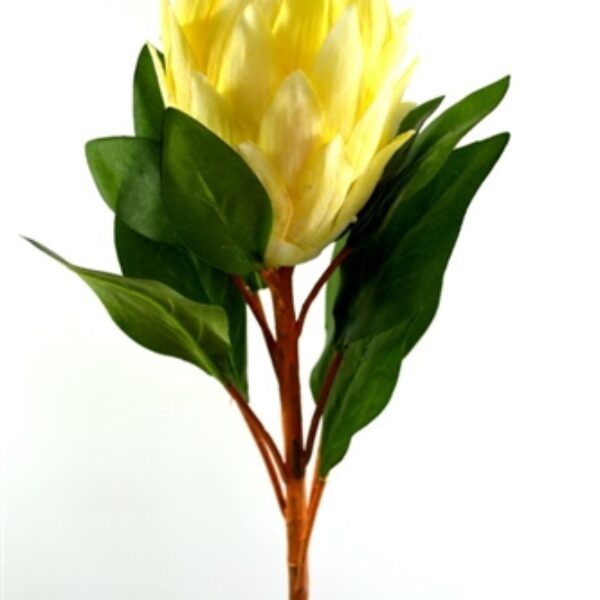 King  Protea - Medium Yellow/Cream