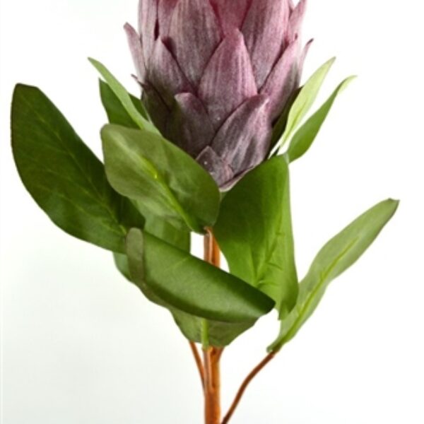 King  Protea - Medium Pink