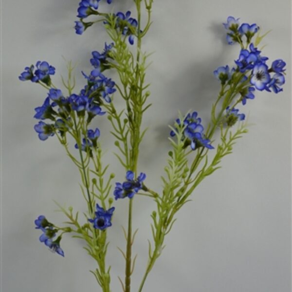 Geralton Wax Flower Blue