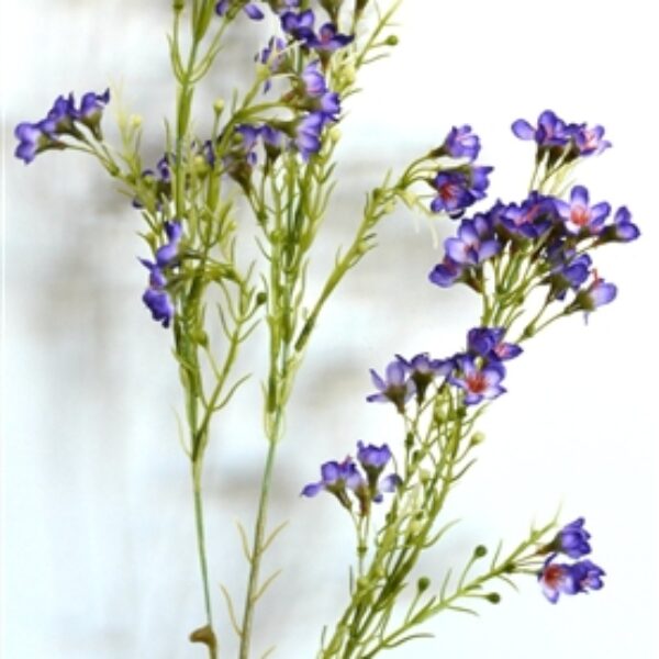 Geralton Wax Flower Purple