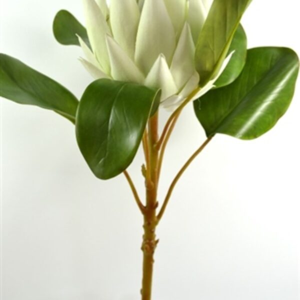 King  Protea - Large Green/White