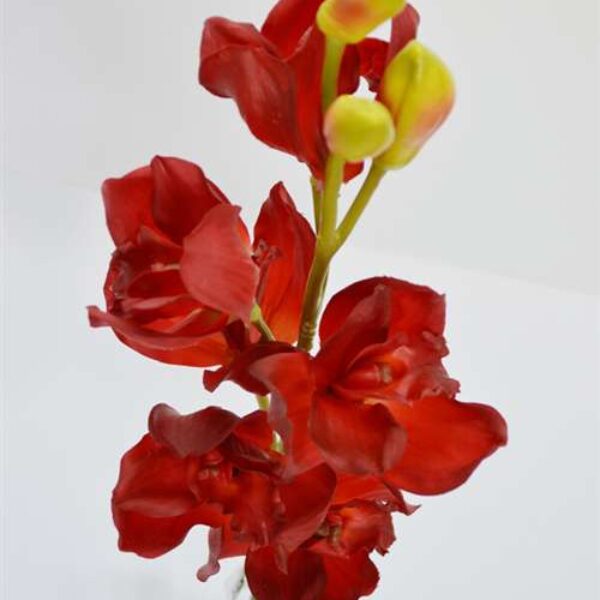 Cymbidium Orchid Red