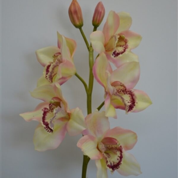 Cymbidium Real Touch Orchid Mauve