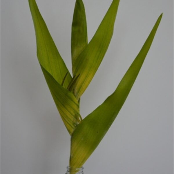 Heliconia Green