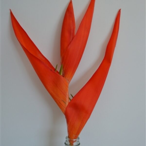 Heliconia Red/Orange
