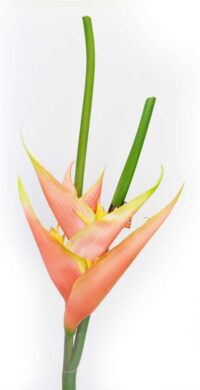 Heliconia Deep Pink/Watermelon