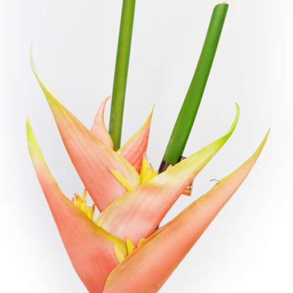 Heliconia Deep Pink/Watermelon