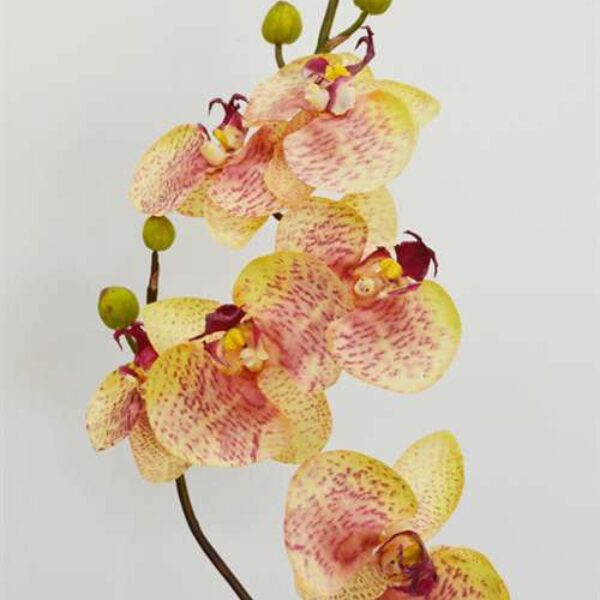 Phalenopsis Orchid Pink Green