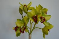 Cymbidium Orchid Bouquet Green with 3 stems