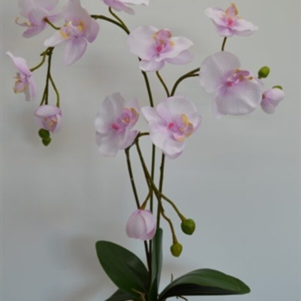 Phalaenopsis Spray Pink/Lavender With Leaves