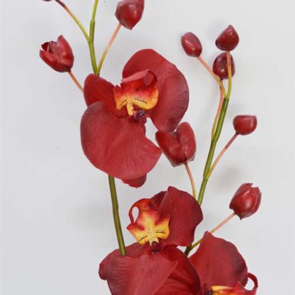 Phalaenopsis Spray Red