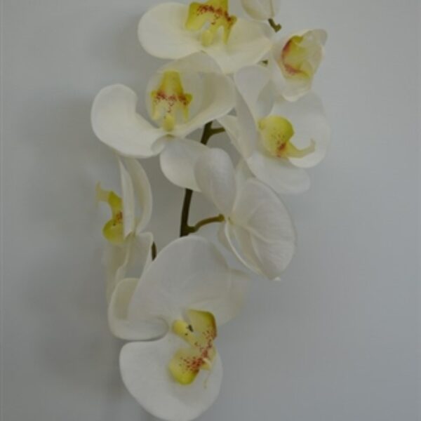 Phalaenopsis Stem White - Green Centres