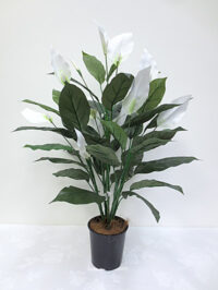 3' Spathiphyllum Plant