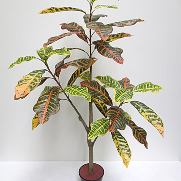 3.5' Croton Plant