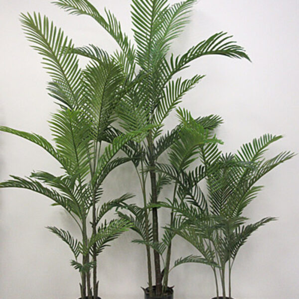 6' Potted Kentia Palm