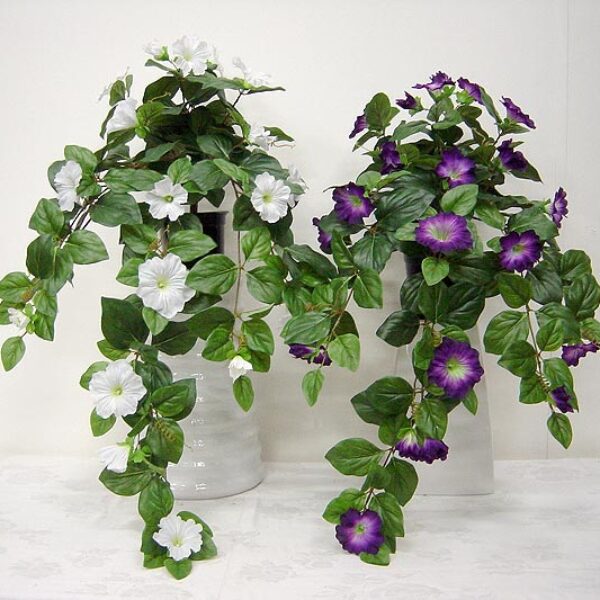 Morning Glory (Petunia) Hanging Bush - Purple